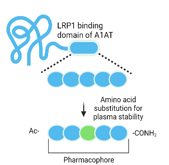 LRP1 binding domain of A1AT