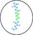 SP16 17 amino acid peptide
