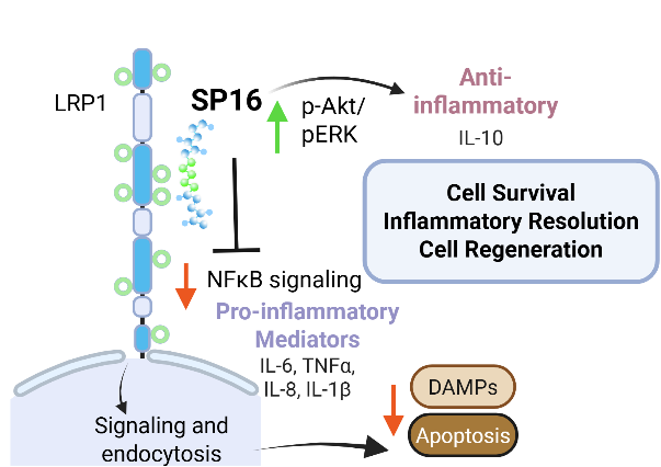 SP16 LRP1 signaling diagram